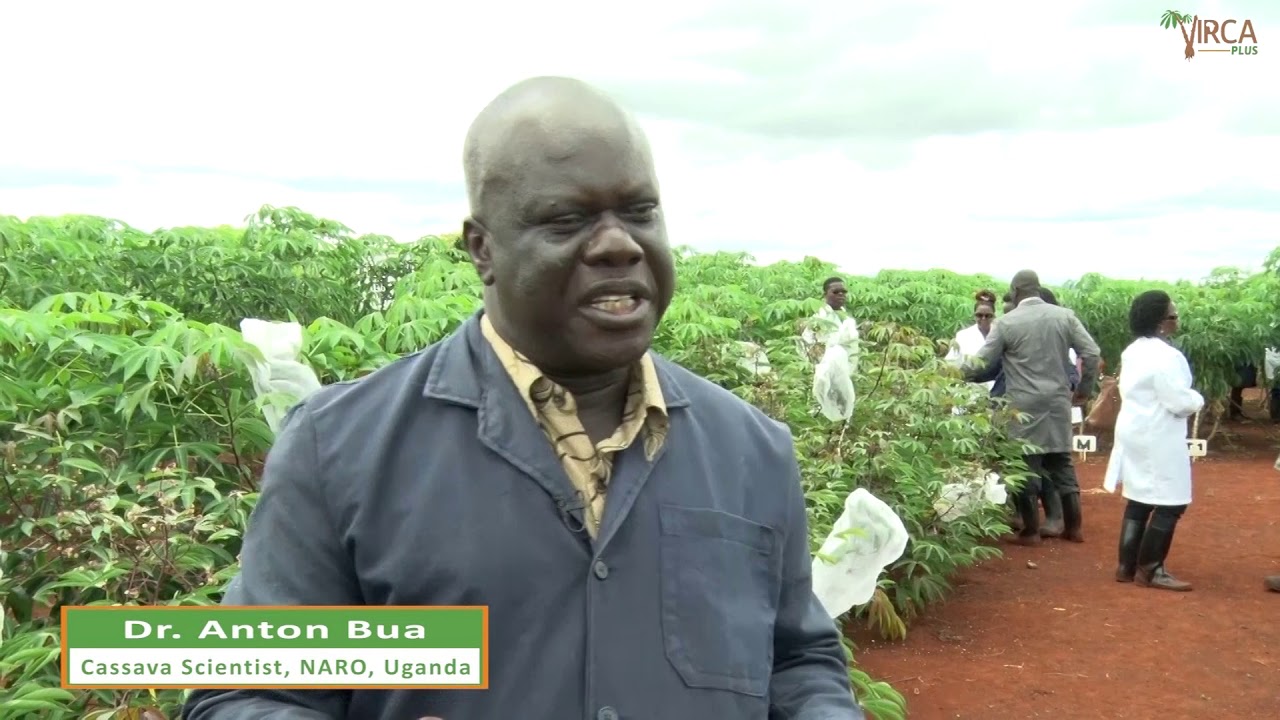 Production of Fuel Grade Bioethanol From Cassava
