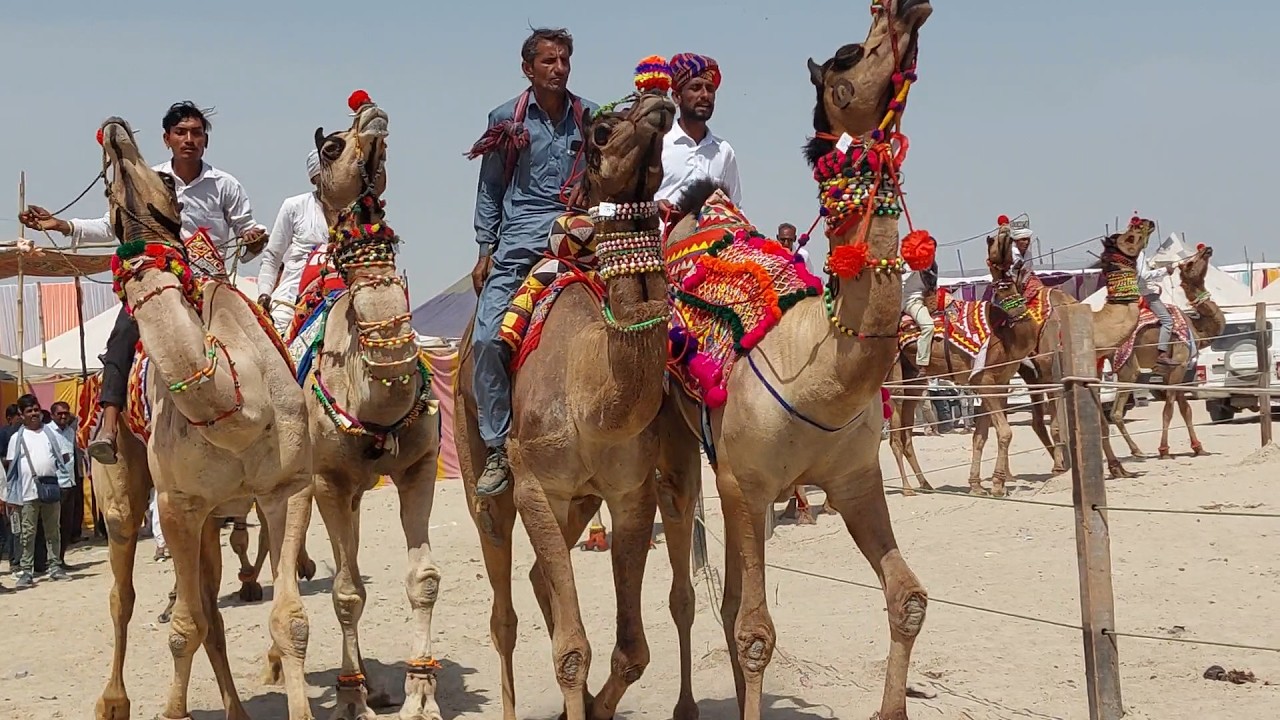 गोल गोल Camel Race अगर बेंत मारी डराया तो आऊट ये ऊंट रेस सिर्फ बालोतरा में होती है Tilwara Mela 2026