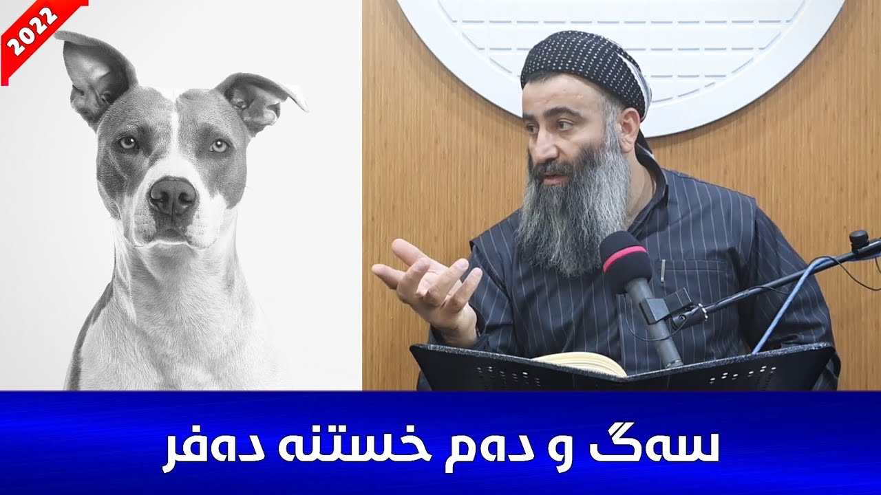 ئەگەر سەگ دەم بخاتە دەفرەکەمان چی بکەین؟ مامۆستا هەڵۆ mamosta halo