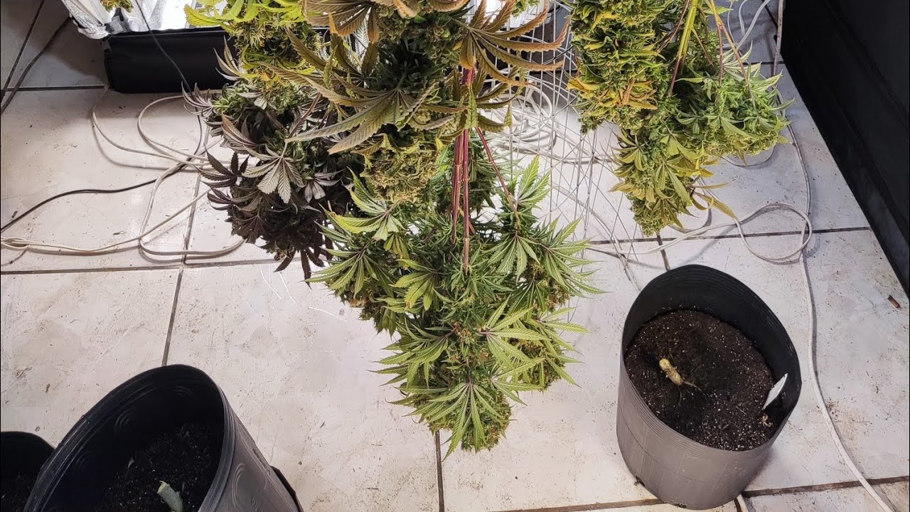 ✂️ FLORA&Ccedil;&Atilde;O, COLHEITA, VASO DE 3 LITROS @ViparSpectra XS2000 LED GROW LIGHT