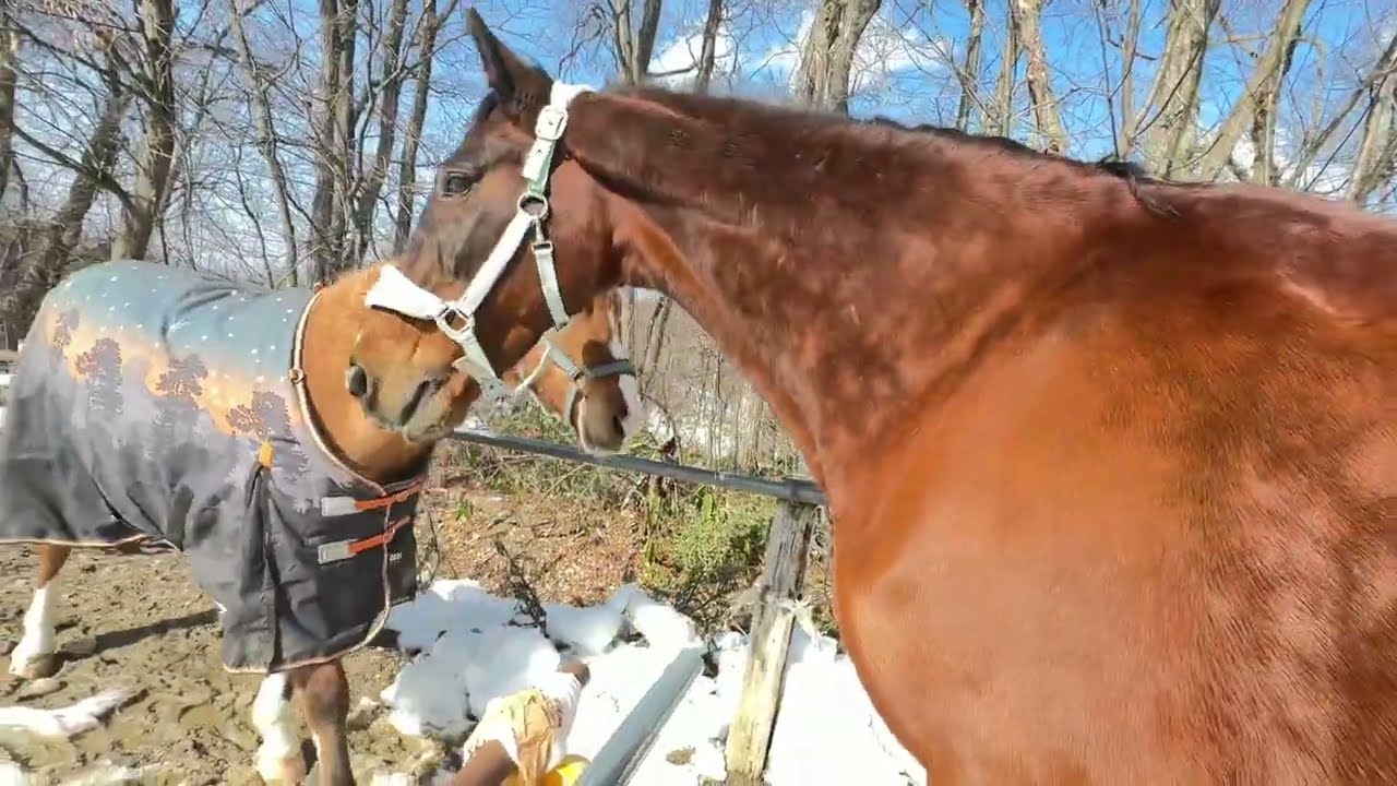 久しぶりに(ゾニーと)再会。初めて、あの日ここで会ったんだ。 #サチモ #horse