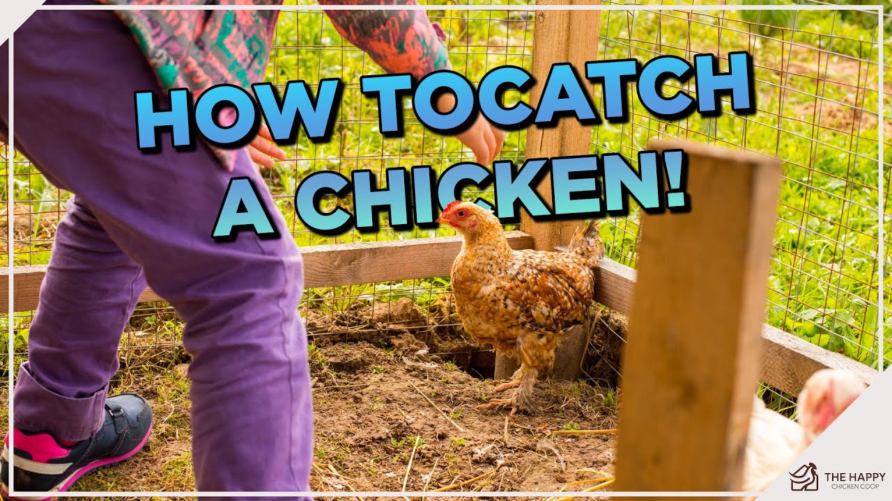 Catch Your Chicken Like a Pro: Top Techniques Revealed!