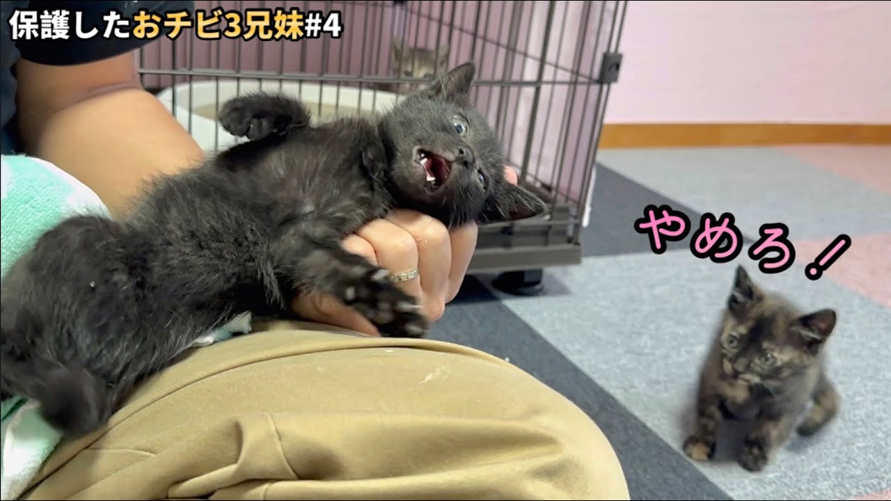「イジメるな！」鳴き叫ぶ兄弟を助ける為、初めて自分からケージを出た子猫【保護猫】
