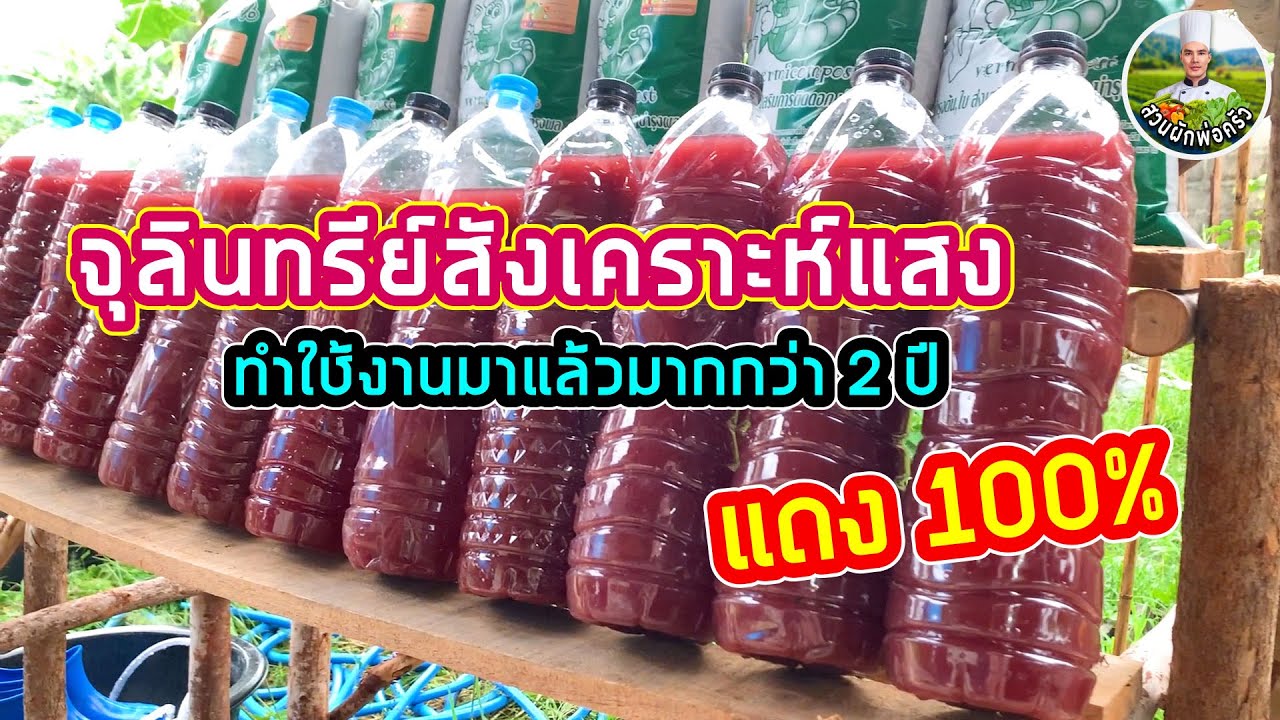 วิธีทำจุลินทรีย์สังเคราะห์แสง แบบไม่มีหัวเชื้อ แดงไว เร่งโตและเพิ่มผลผลิต | สวนผักพ่อครัว