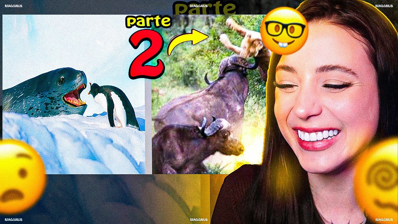 Quando os Animais Escolhem o Oponente Errado PARTE 2! Ninguém Aprendeu a Lição! ‹ Ellen reagindo ›