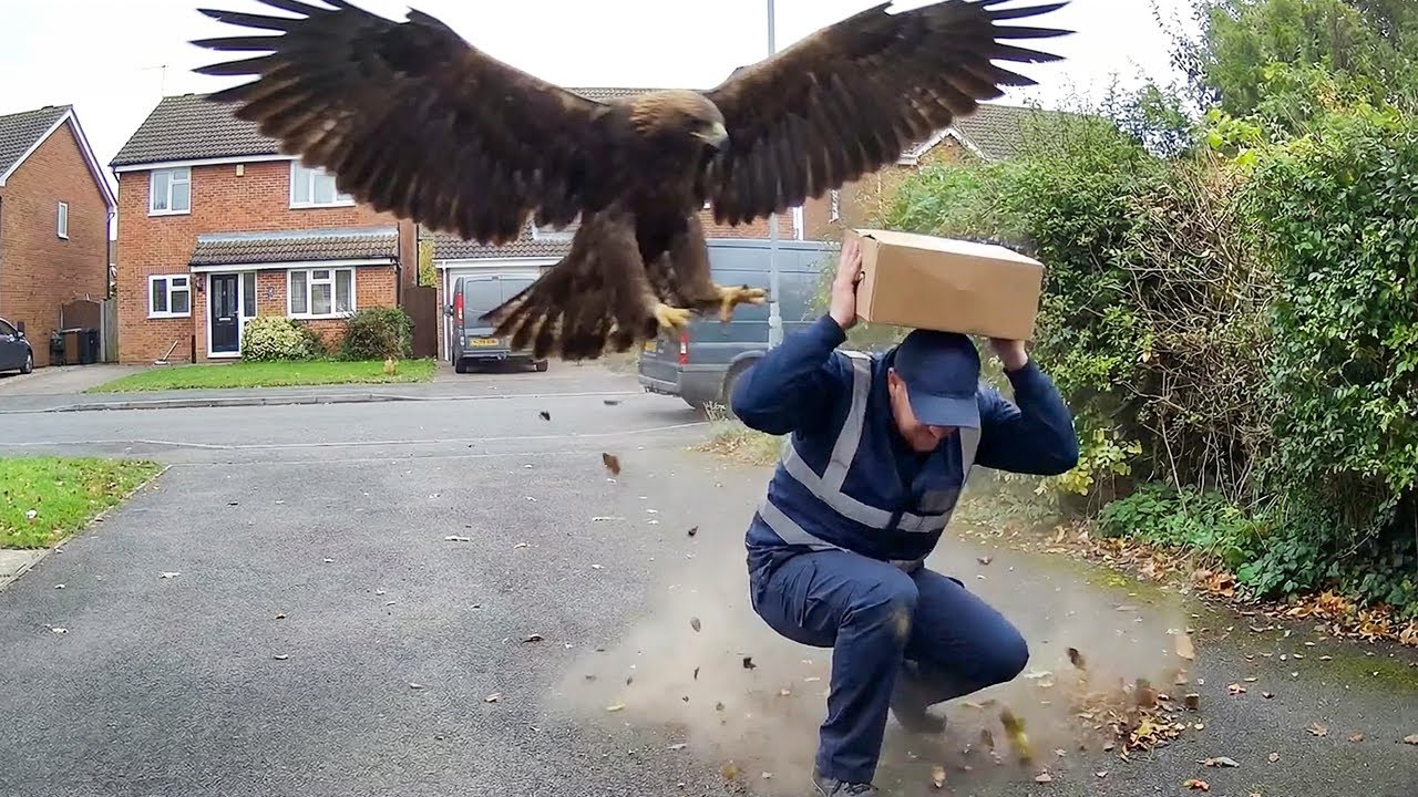 Delivery Drivers vs Animals | When Things Go Wrong
