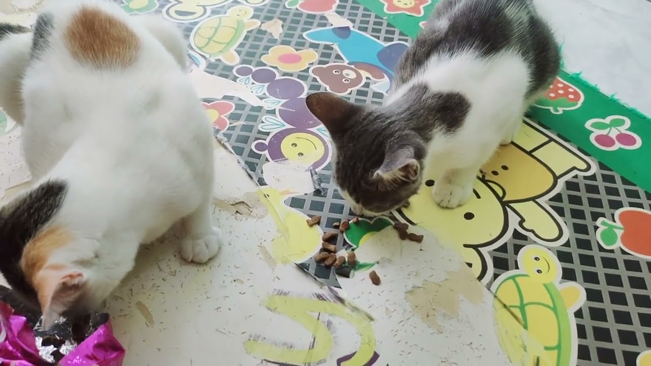 KUCING SEDANG MAKAN || SI OYEN IKUT MAKAN  
