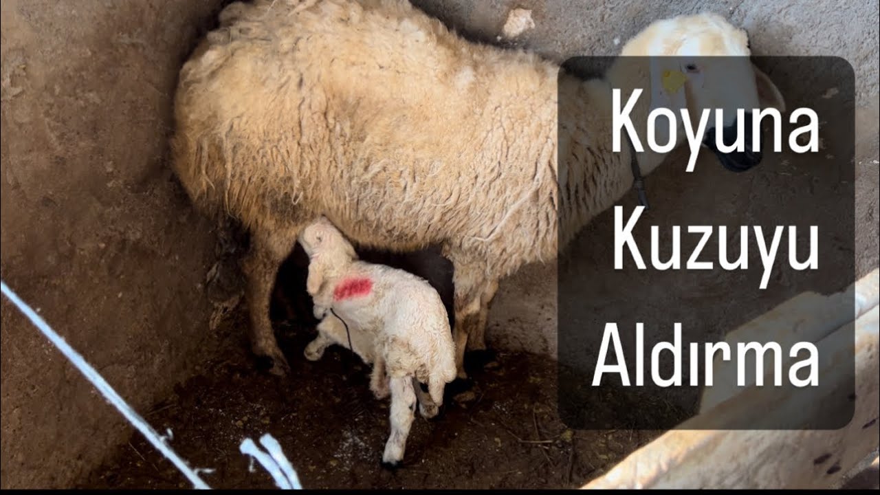 Kuzuyu koyuna aldırma kuzusu ölen koyuna başka kuzu nasıl aldırılır?