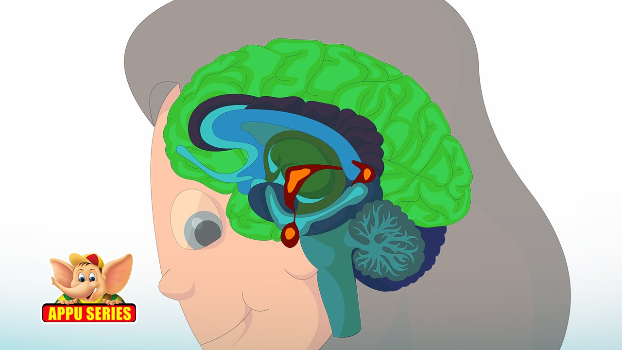 Learn Human Body - Endocrine System