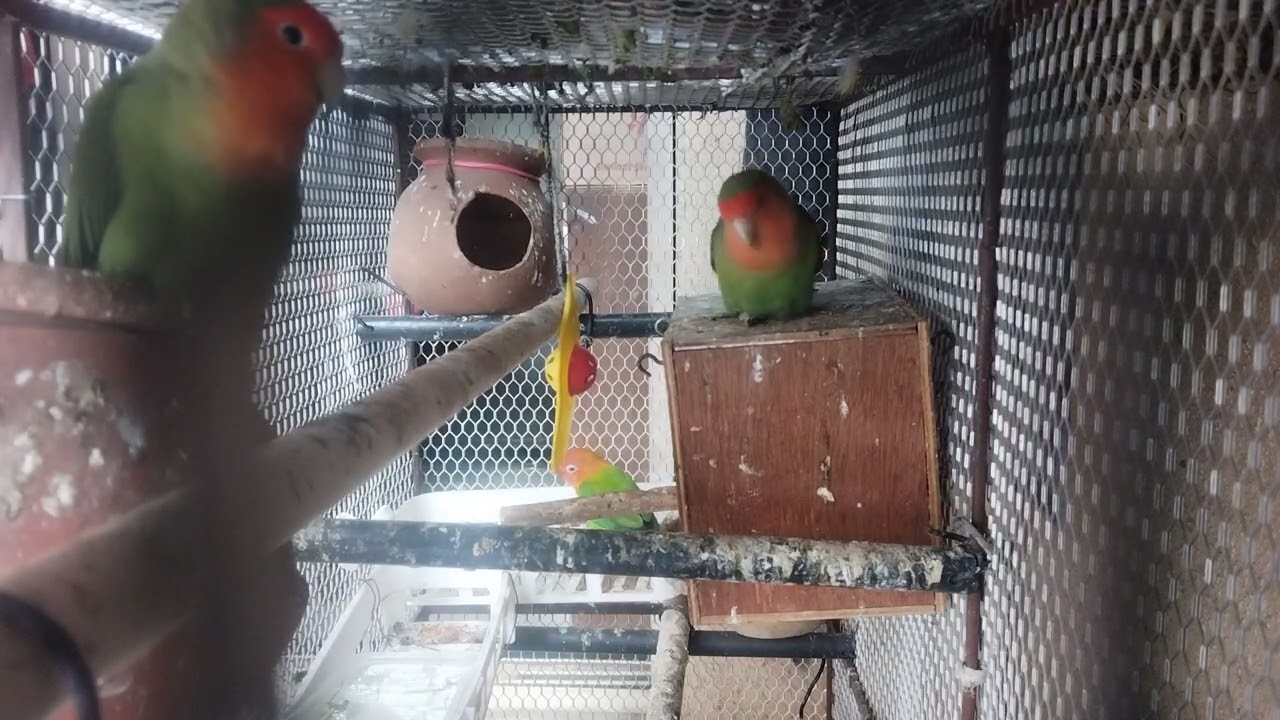 #birds #lovebirds #africanlovebird#parrot #cutebirds