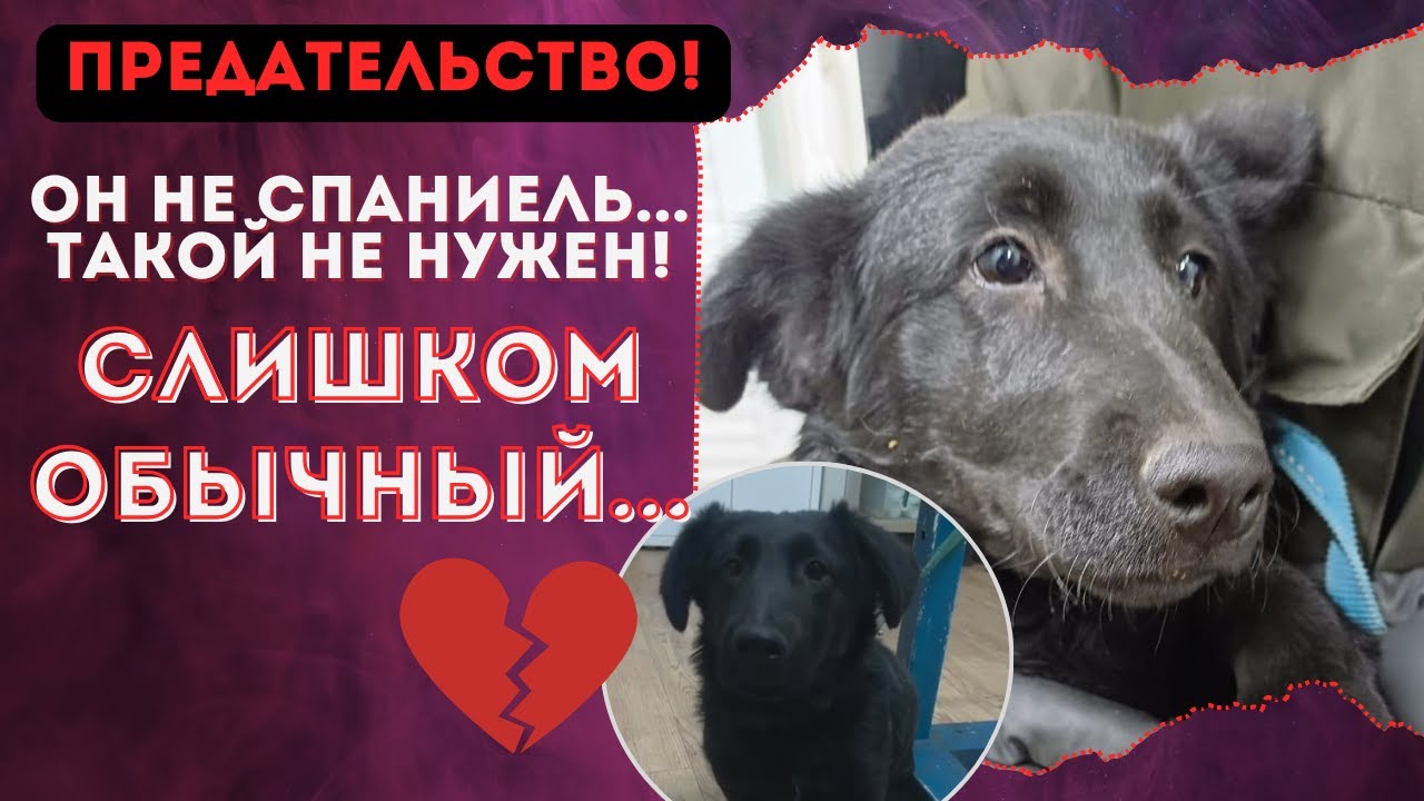 Думал «спаниель», а оказался «дворнягой» Хозяин сдал щенка в отлов