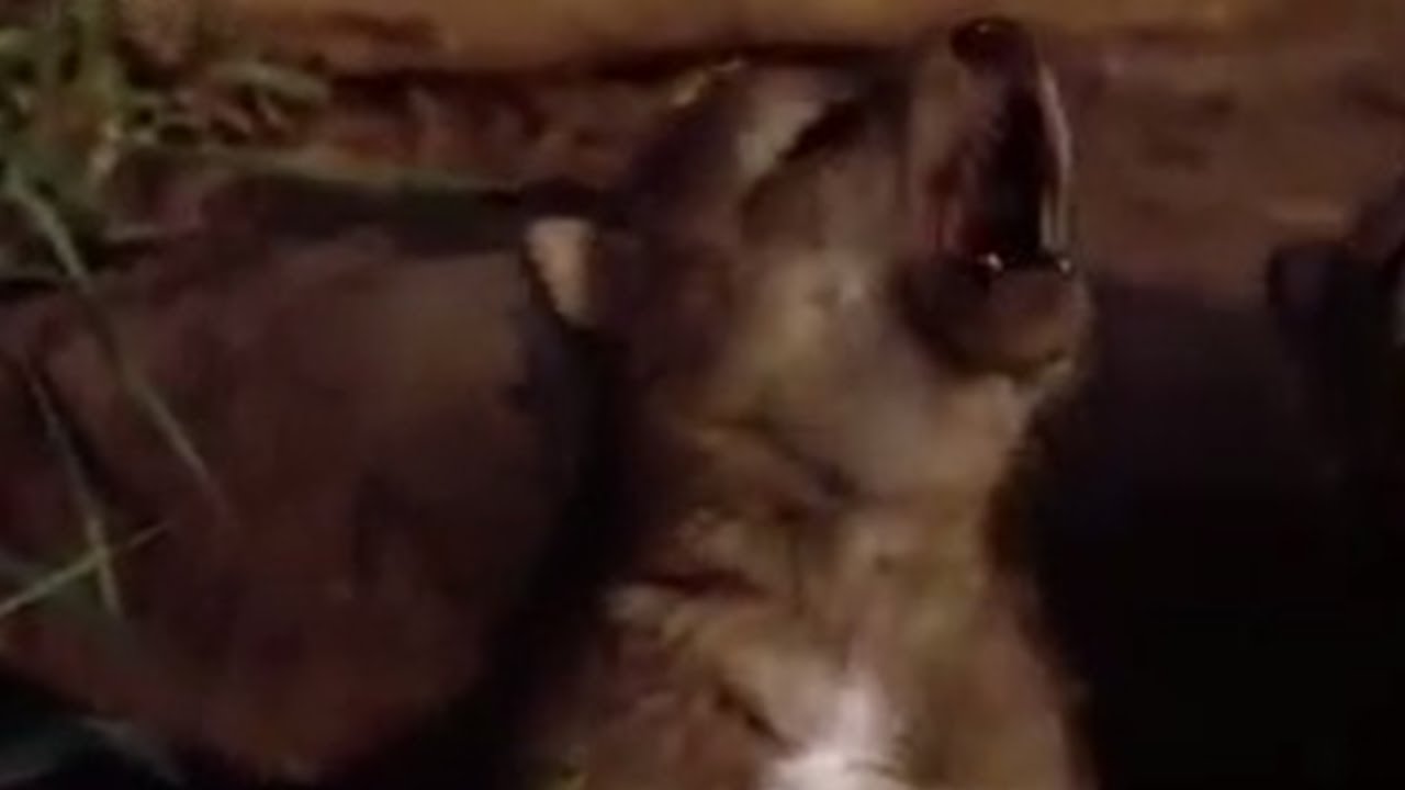 Coyote Cub Singing | BBC Studios