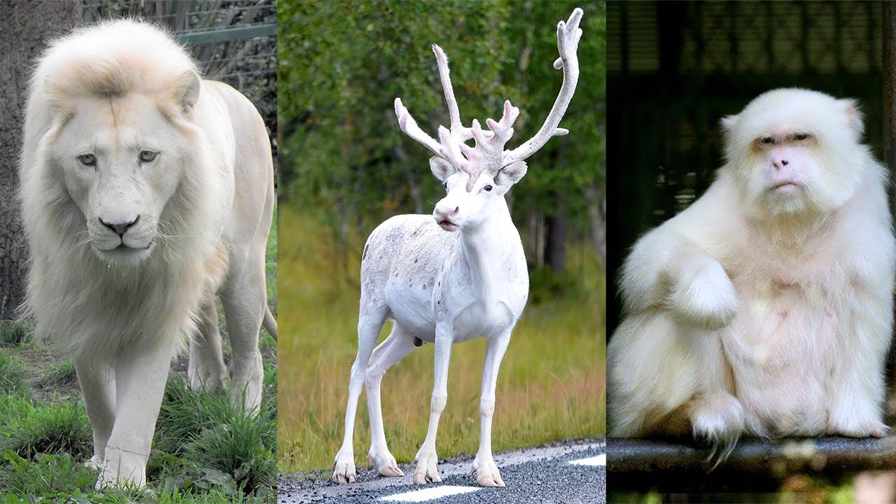 10 Most Beautiful White Animals in the World
