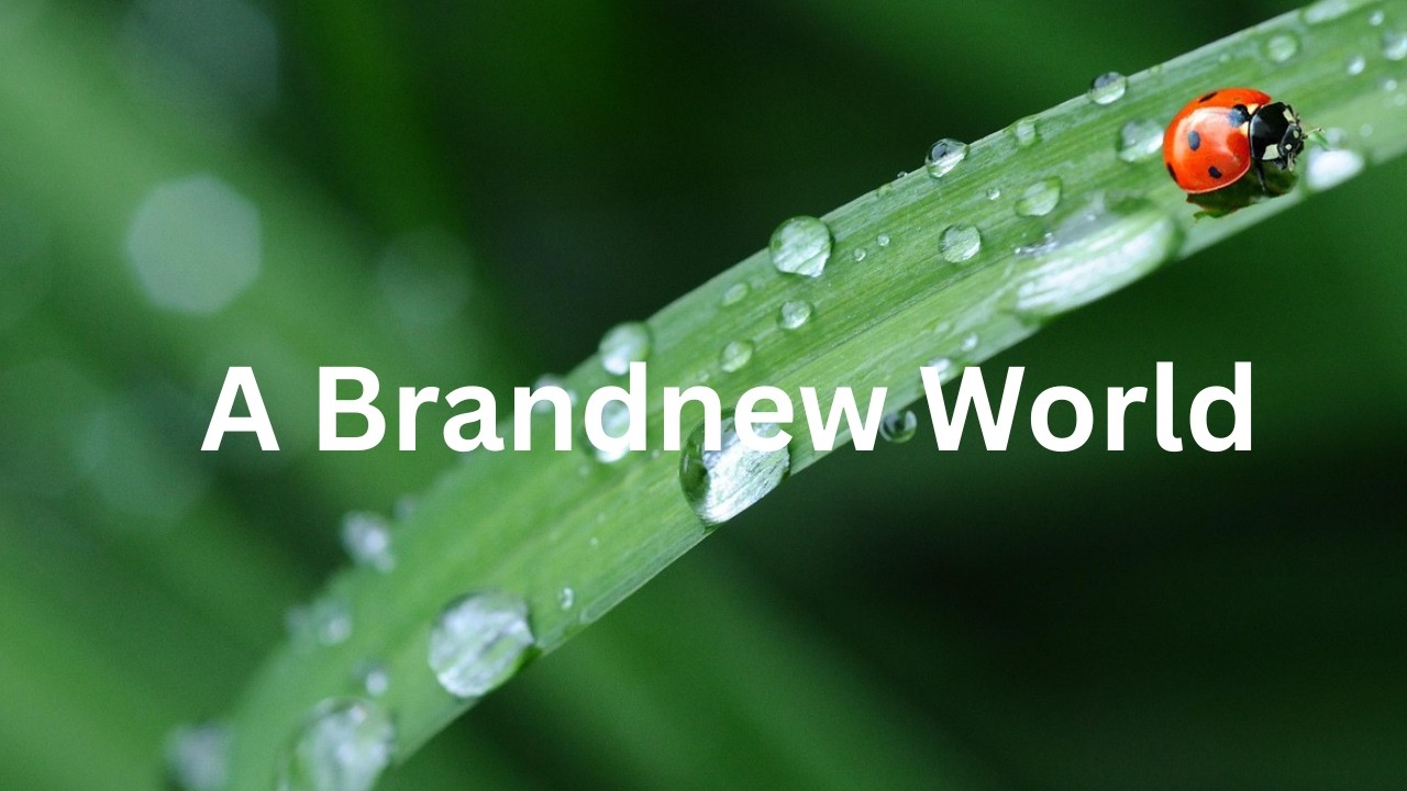 Yogi Max – A Brandnew World (Electro-Dance) [Female Vocals]