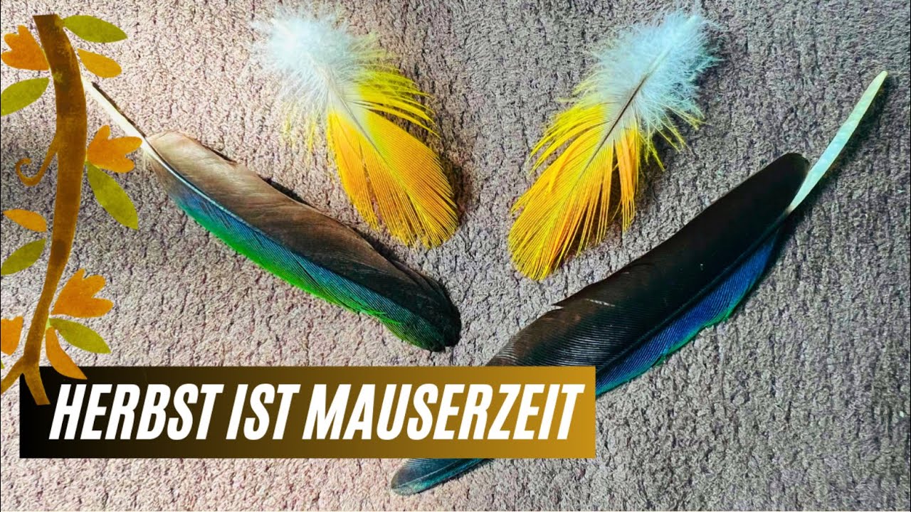 Wie können wir unseren Papageien in der Mauser helfen?