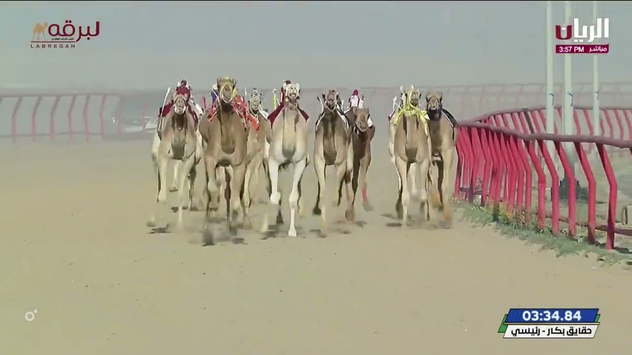 ش3 متاهه لـ محمد سالم محمد المري (بطولة الكويت الدولية للهجن 3-2-2024م)كأس الحقايق بكار مفتوح5:57:44