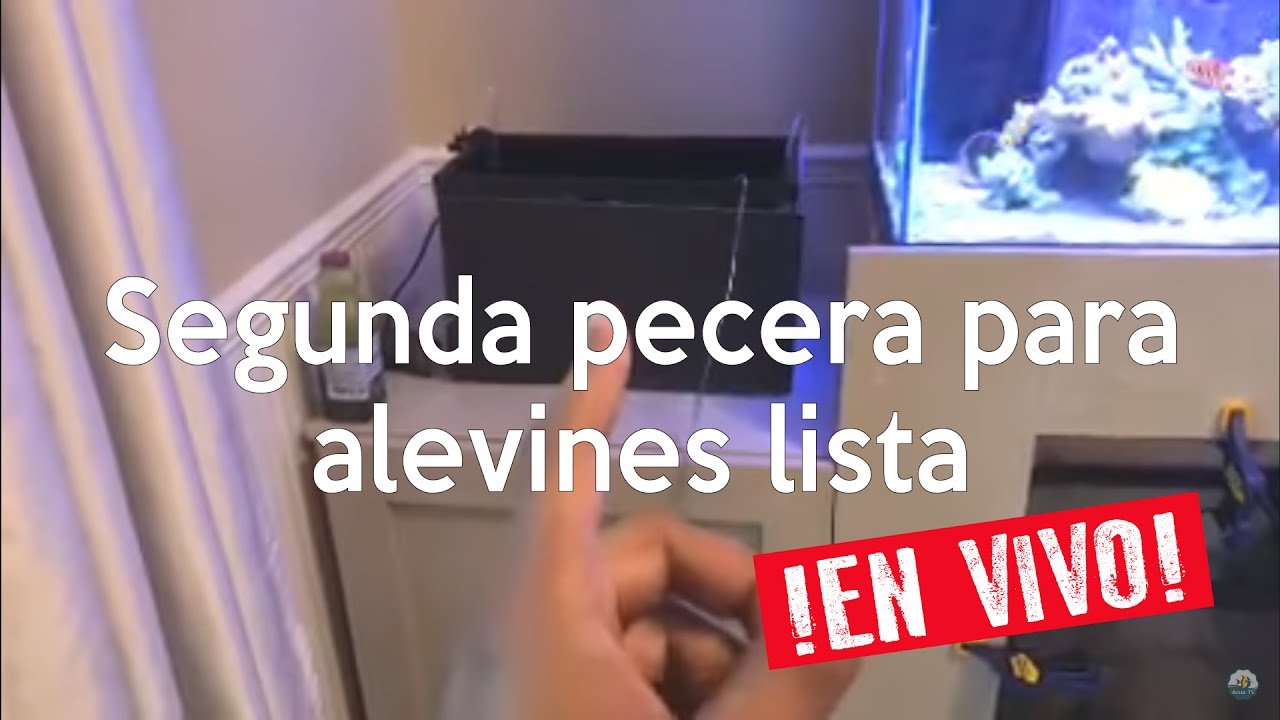 Reproducción de peces payaso - Listo para la segunda ronda EN VIVO