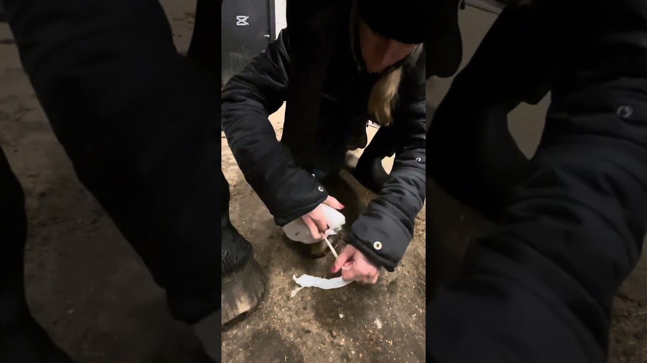 Hur man l&auml;gger ett galoppbandage 🐴 #galoppbandage #h&auml;st #h&auml;stv&aring;rd #bandage