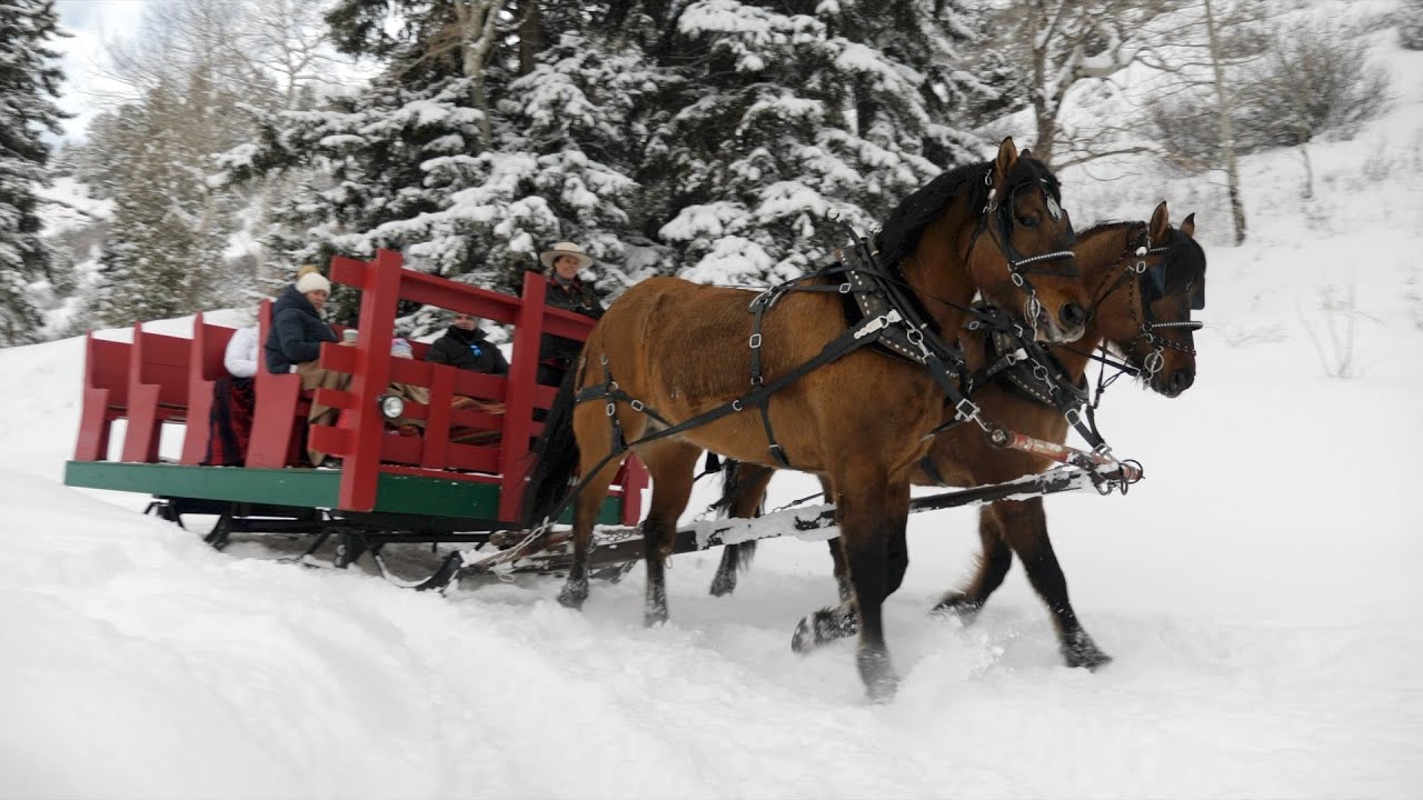 Bearcat Stables Winter 2020 2021