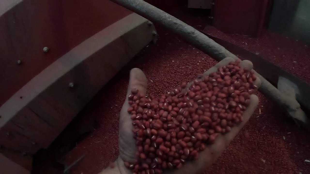 Сбор урожая фасоли адзуки!!