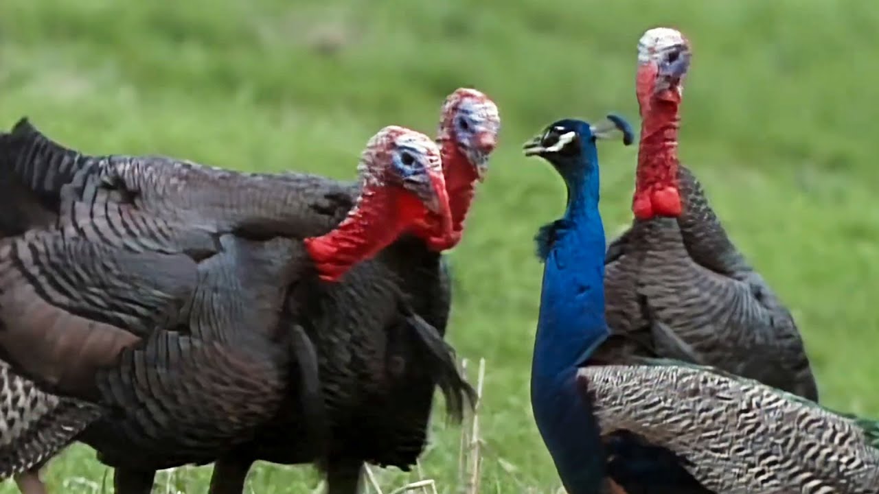 Wild America Short | Turkeys Gang Up On Peacock