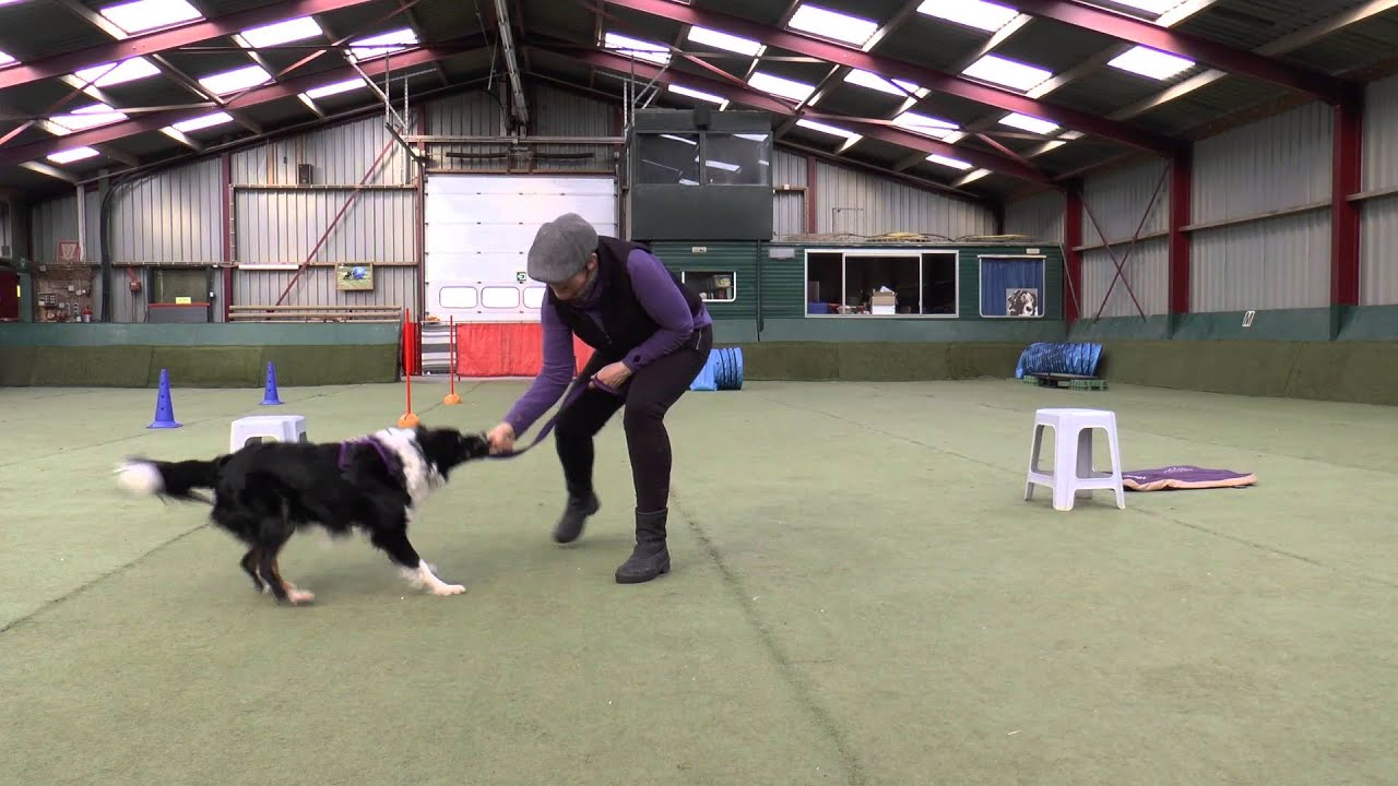 166 Hoe weet ik of mijn hond de betekenis van het woord 'vrij' kent?