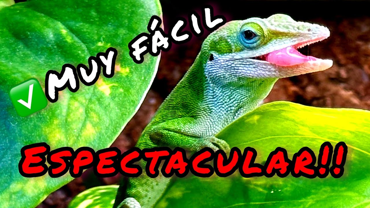 ANOLIS CAROLINENSIS 🦎 | Cuidados del Anolis verde | Lagartos Tropicales