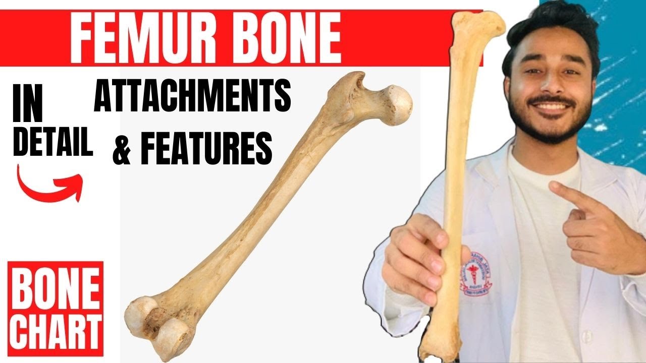 femur bone anatomy 3d | anatomy of femur bone attachments anatomy | bones of lower limb anatomy