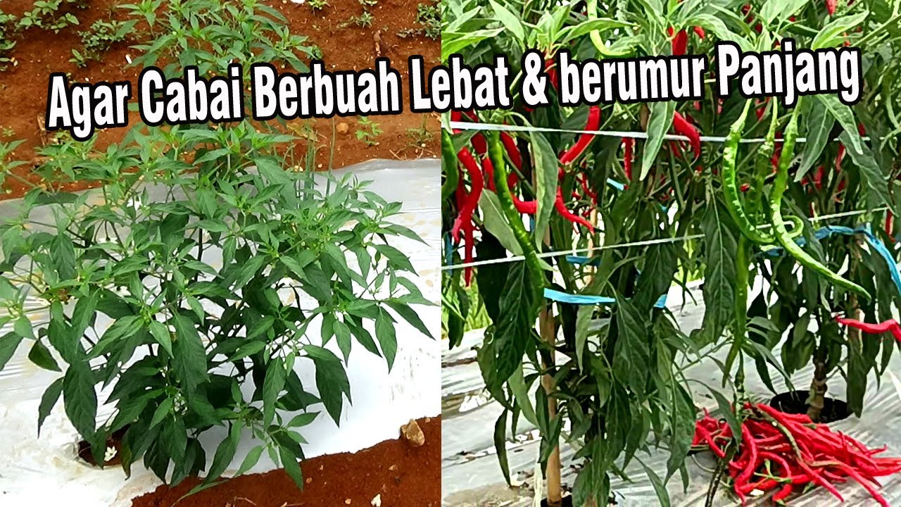 Jangan Asal Pangkas! Begini Cara Memangkas Cabe Agar Buah Lebat