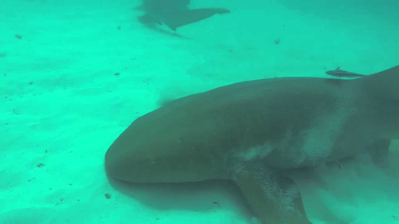 Hamer Heads Bimini