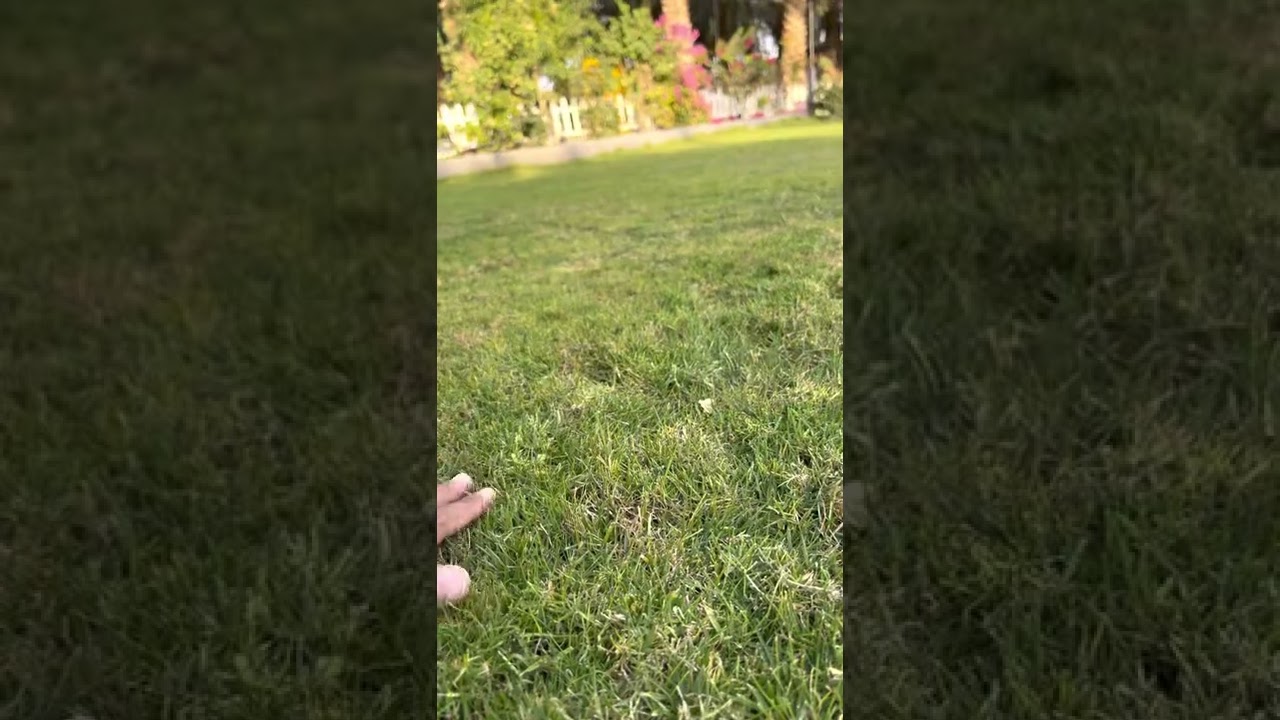 الثيل بعد موسم الشتاء يتأثر وللمحافظه على الثيل لكم الخطوات التالية