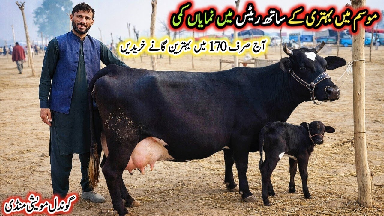 Today Gondal Mandi latest update 02Feb 2026!Low and Middle Prices MilkingCows!HF cow!#farming#cow 