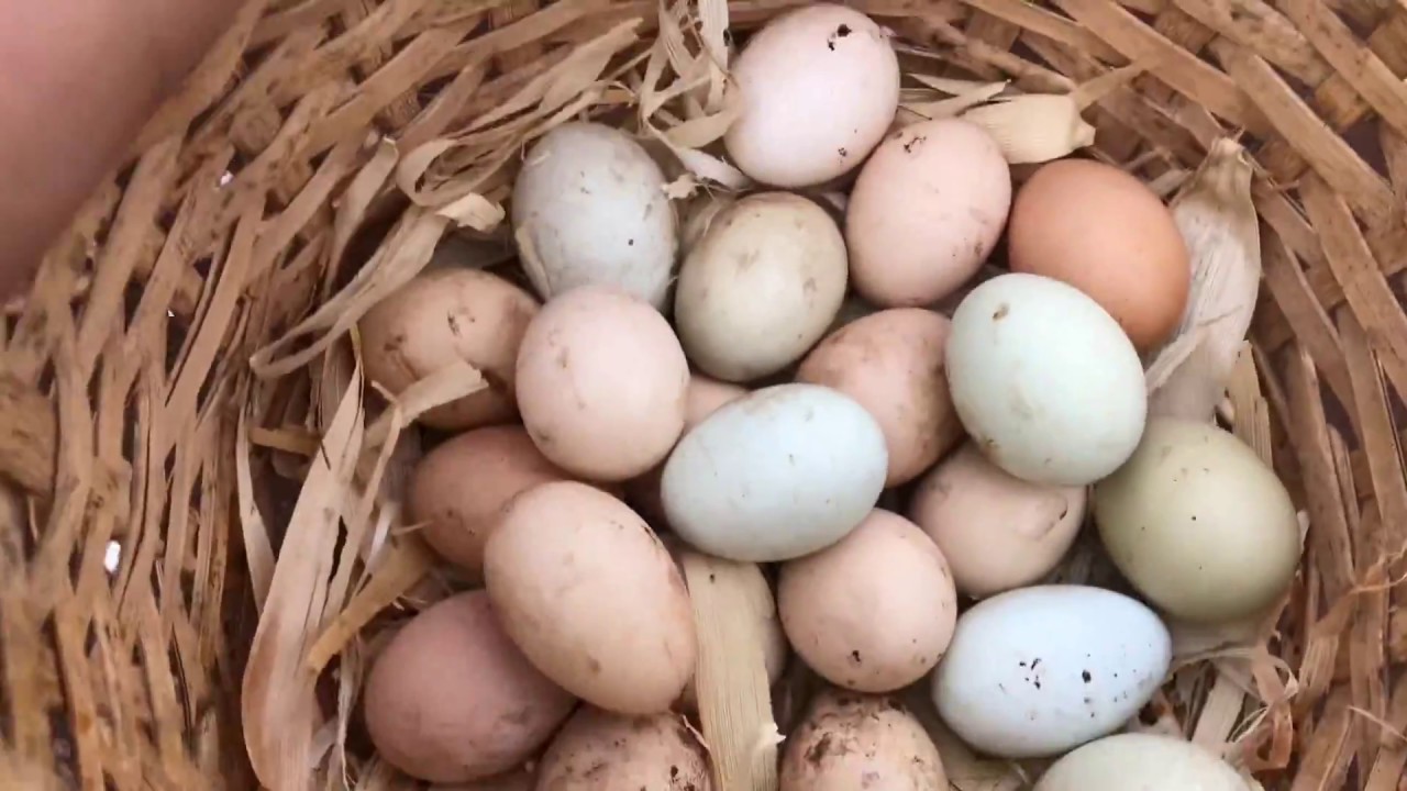COLHENDO OS OVOS NA ROÇA - GALINHA CAIPIRA - ABUNDÂNCIA DE OVOS