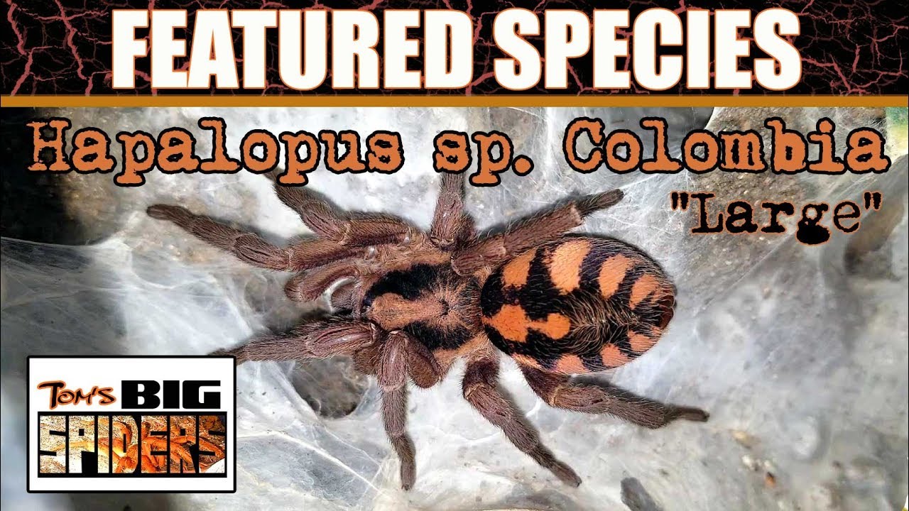 Featured Species #6 Hapalopus sp.  Colombia Large 