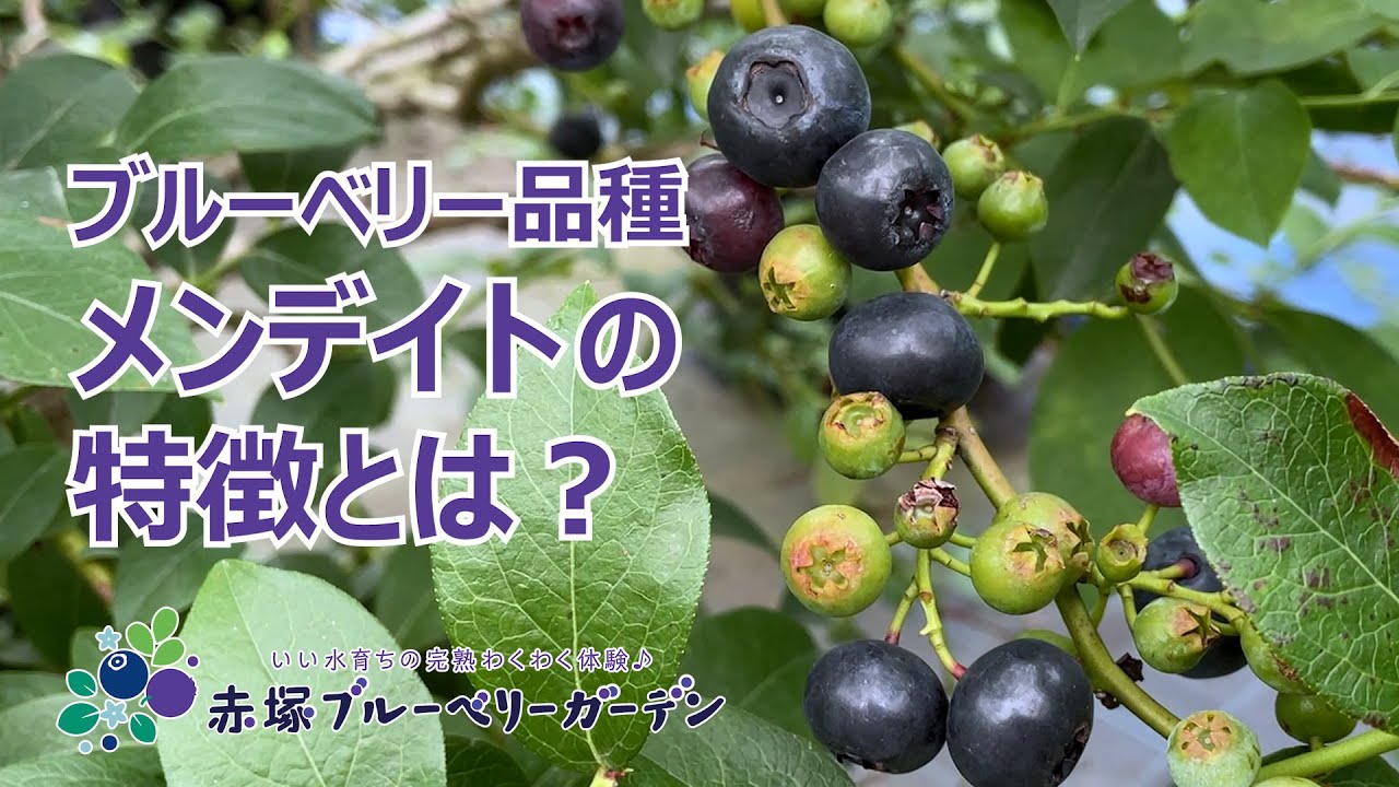 vol.99 ブルーベリーガーデンのご案内 メンデイトのご紹介