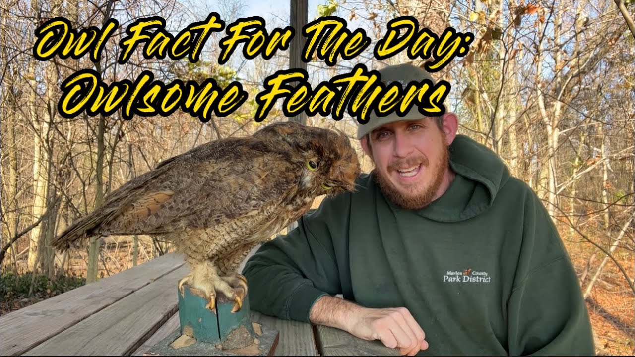 Owl Feather Adaptation #nature #wildlife #owl #birds