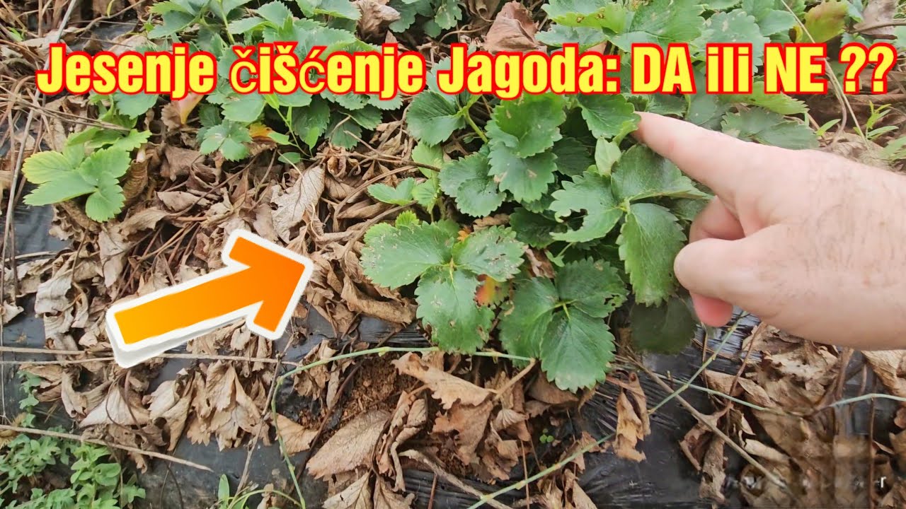 Jesenje čišćenje jagoda: Tajne za obilnu berbu iduće godine!