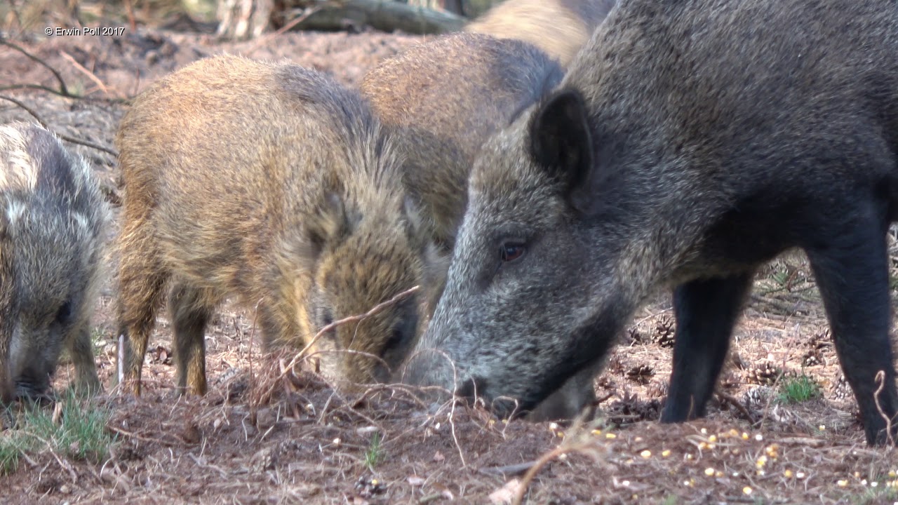 wilde zwijnen nationaal park hoge veluwe 26 aug 2017