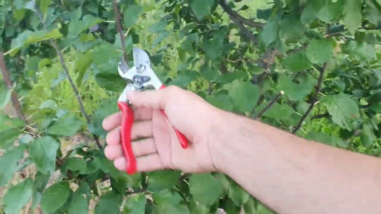 Summer pruning apple, pear and plum; Ljetna rezidba