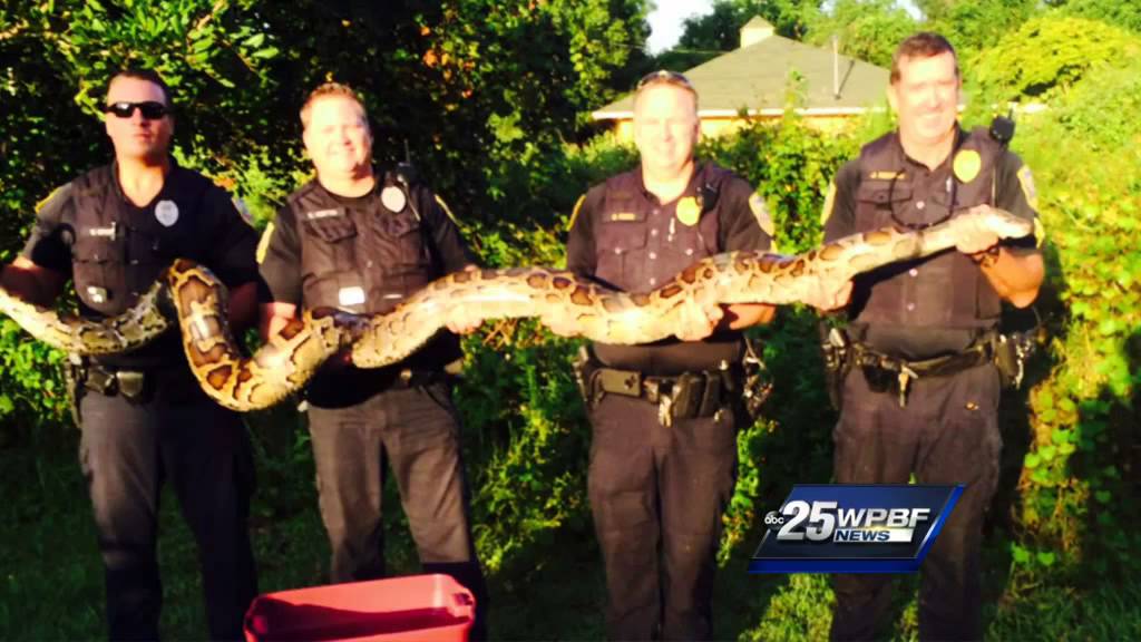 Massive Python caught in Port St. Lucie neighborhood
