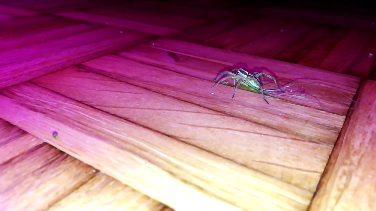Lycosidae, ambush hunter (Wolf spider)