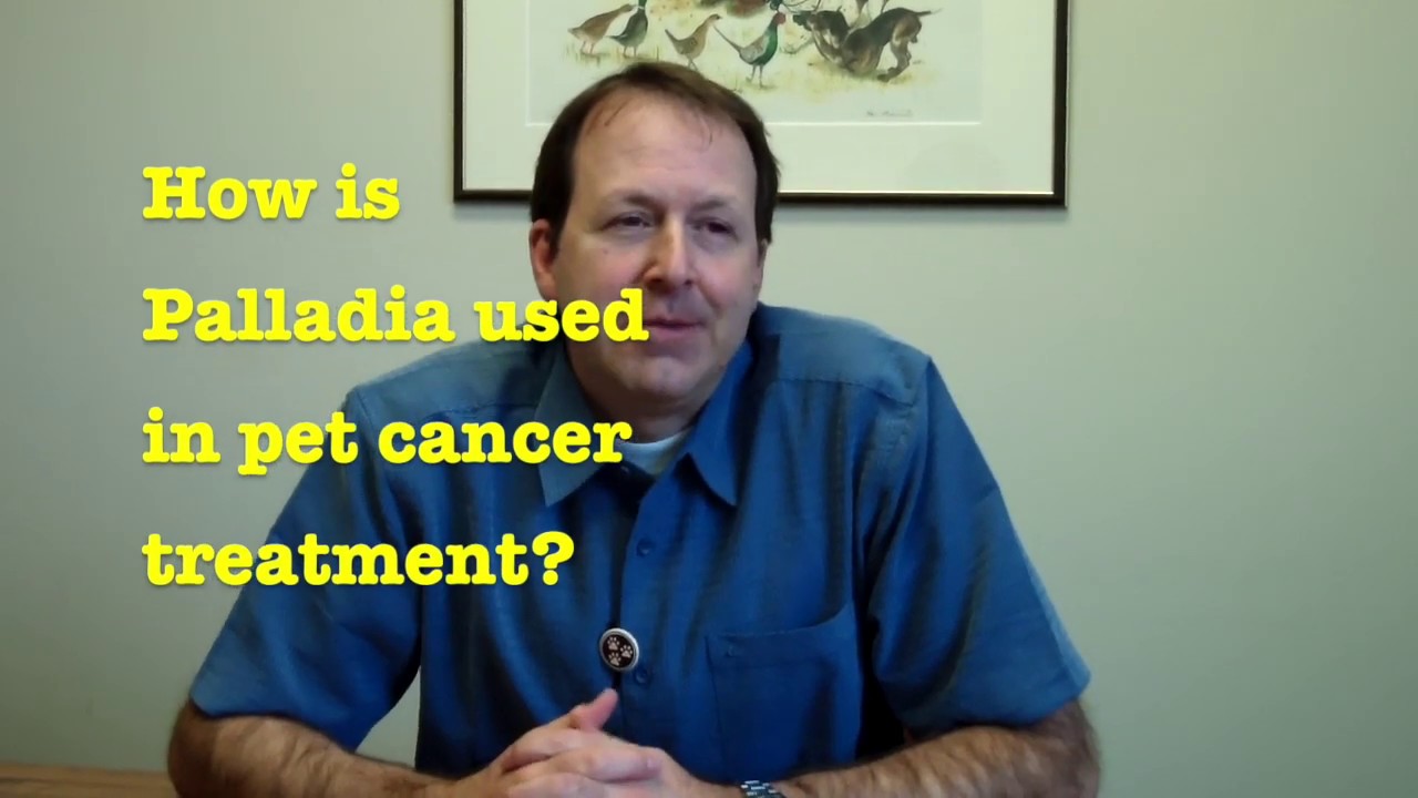 Vet Oncology Q&A: How is Palladia used in pet cancer treatment?