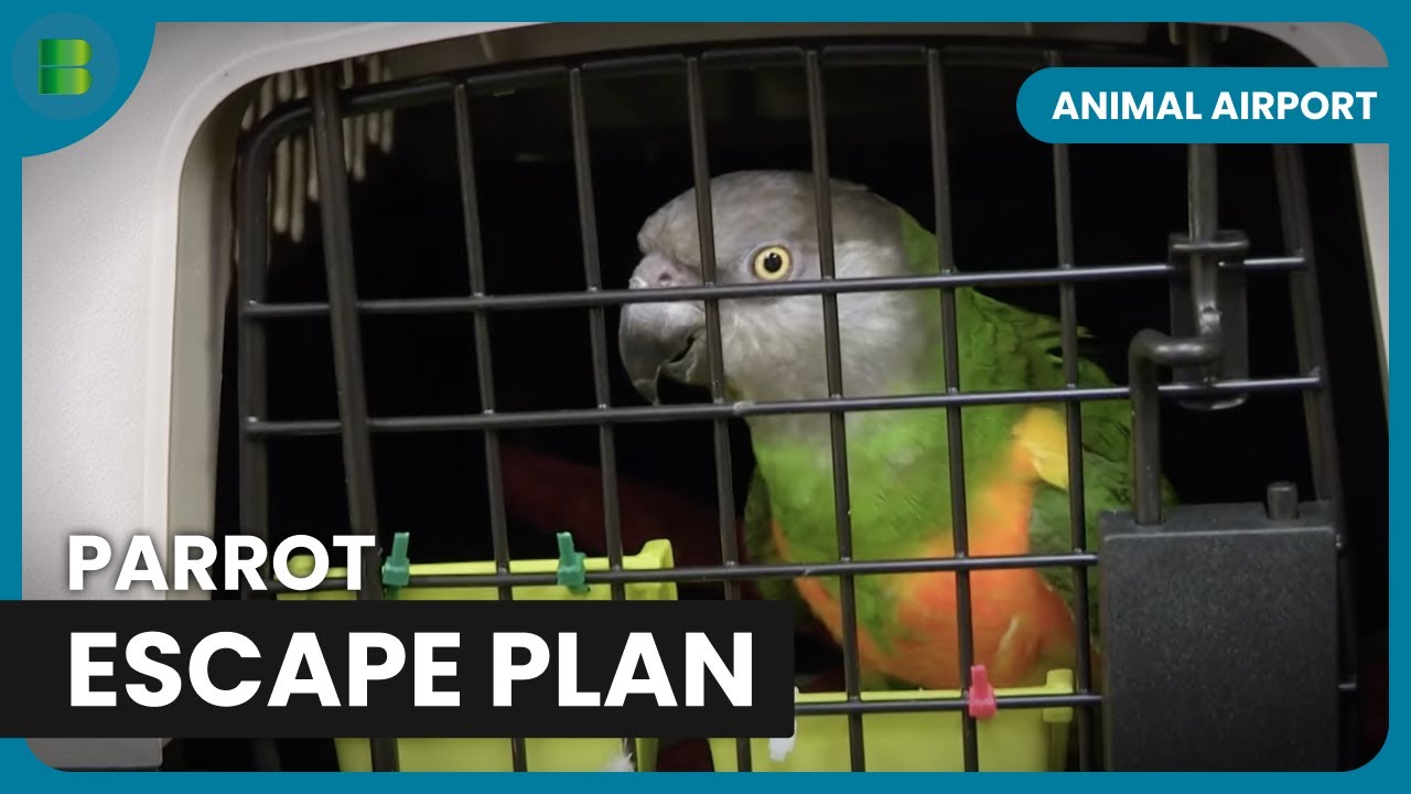 Parrot’s Great Escape Attempt - Animal Airport - Animal Documentary