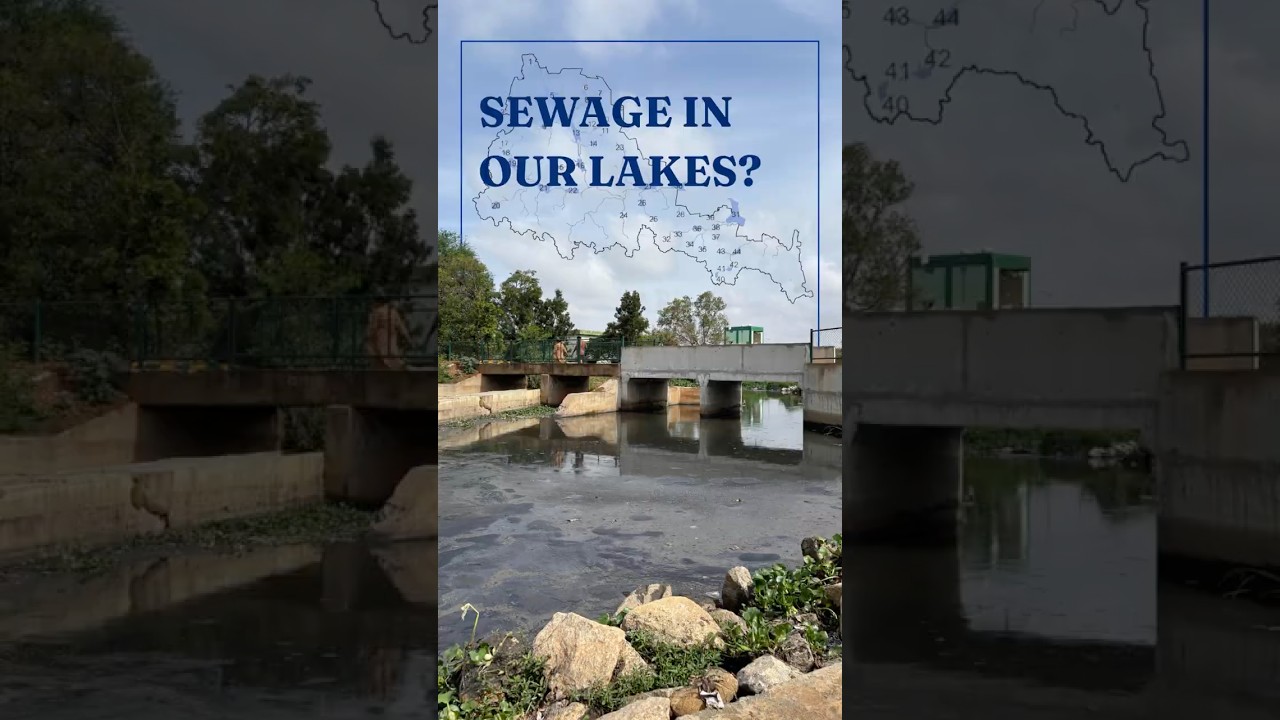 Is sewage filling Bengaluru's lakes? #bengalurulakes #bangalore #water