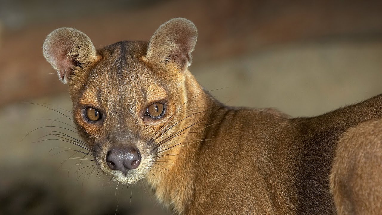 Euplerids: The Madagascan Fossa and Relatives