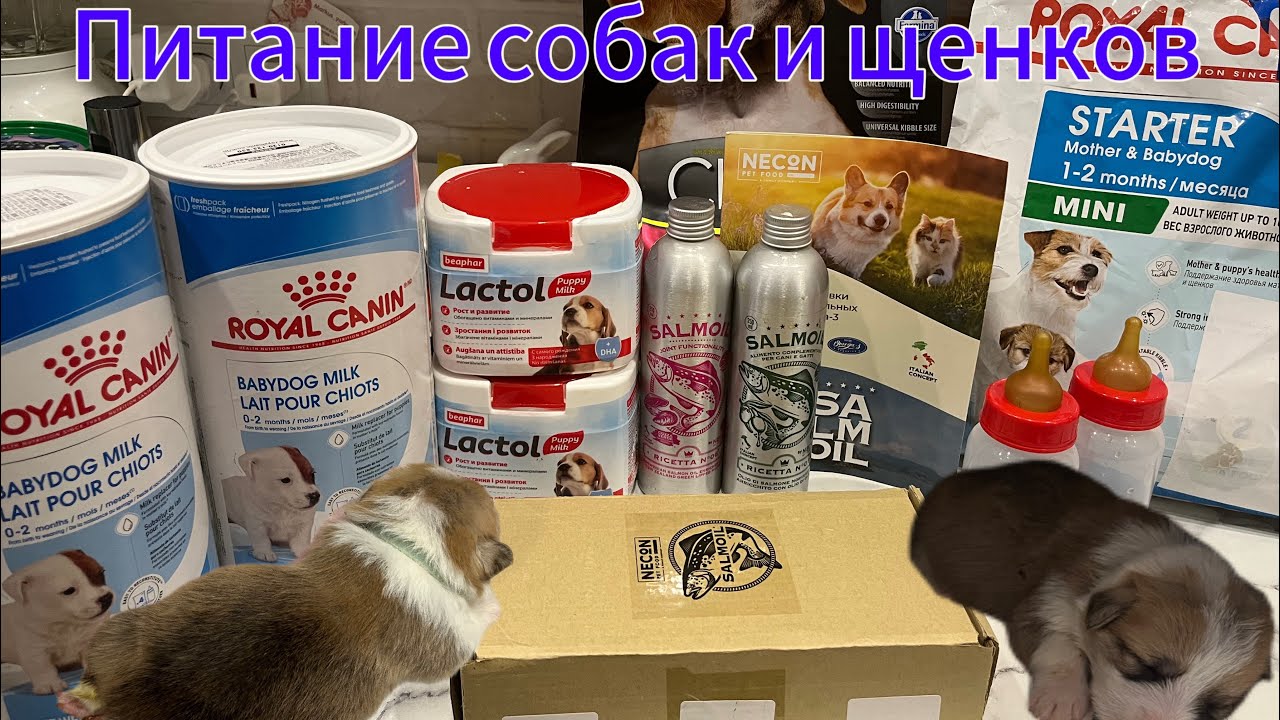 VLOG:ПИТАНИЕ МОИХ СОБАК,ЧЕМ КОРМИТЬ БЕРЕМЕНУЮ СОБАКУ?после родов?Чем кормить щенков?Щенкам 15 дней❤️