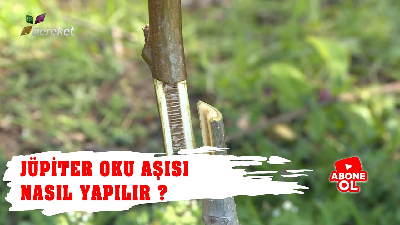 Jüpiter Oku Aşısı