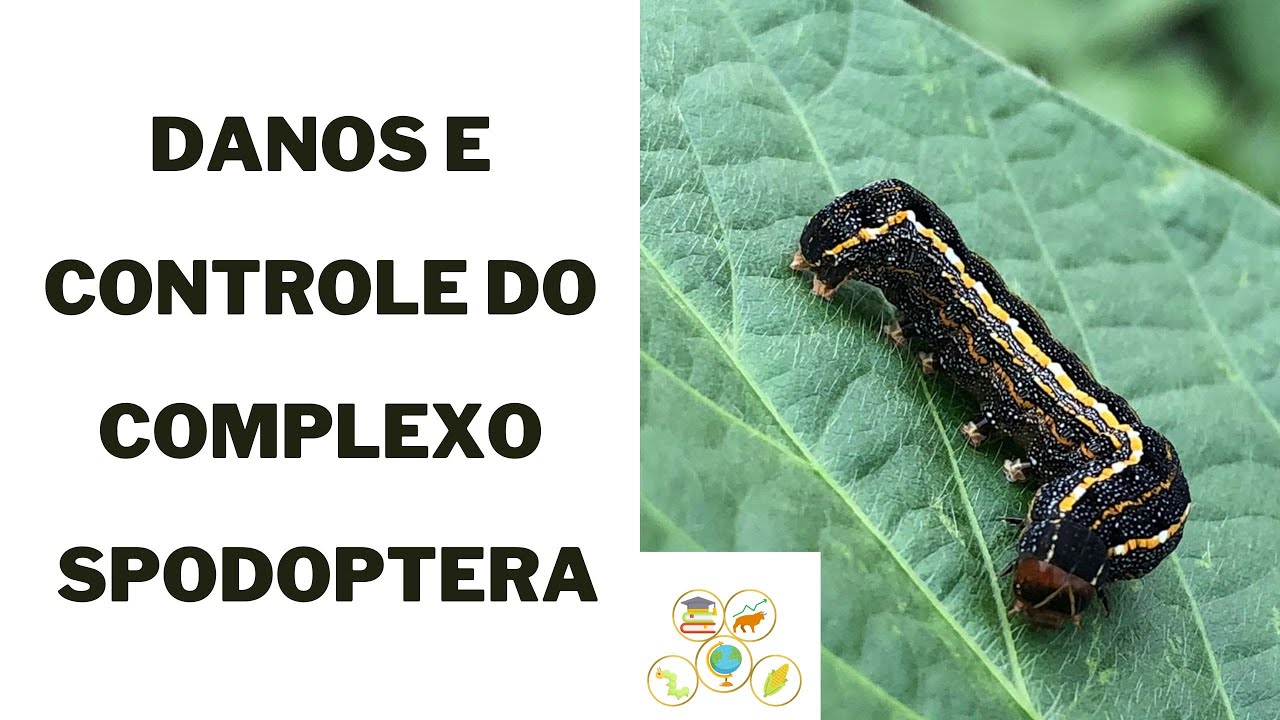 Danos e Controle de lagartas do Complexo Spodoptera.