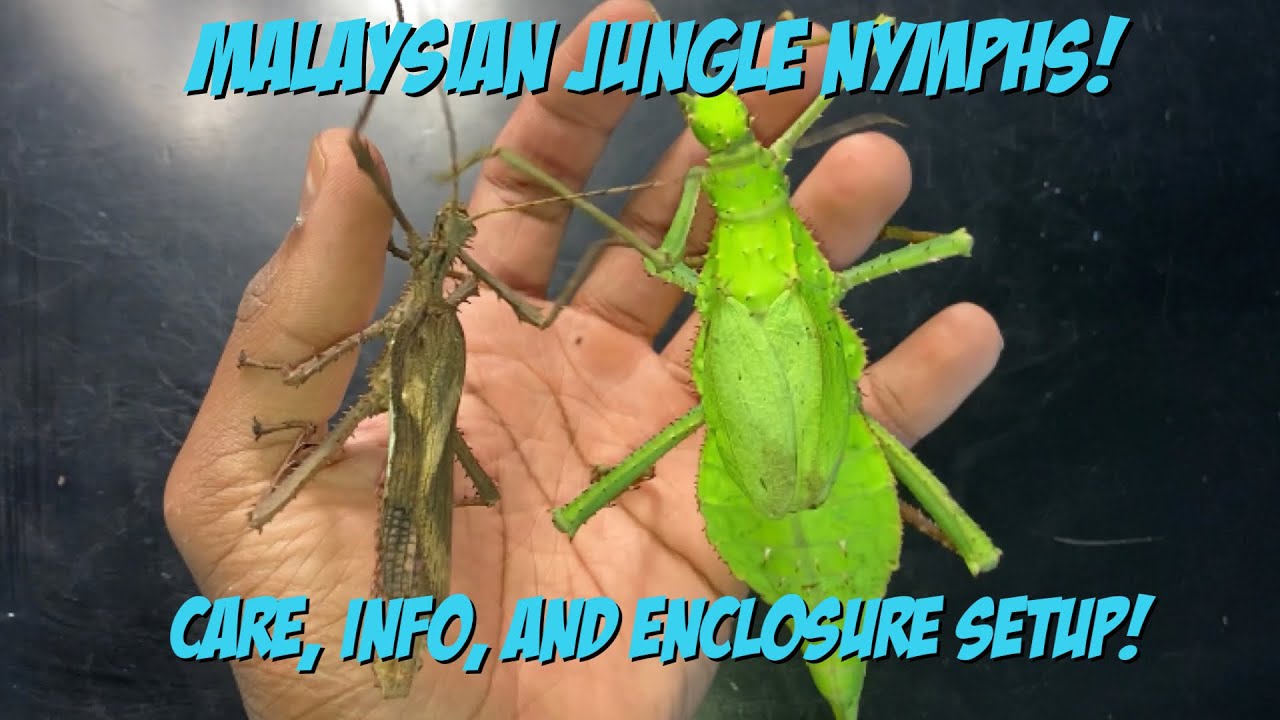 Malaysian Jungle Nymph Care, Info, and Enclosure Setup!