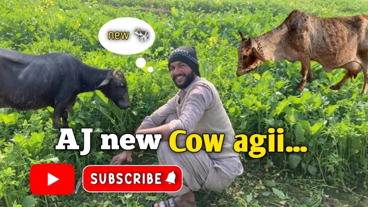 New janwar a gii 😍| Sara din msroof guzra | punjabi vlog
